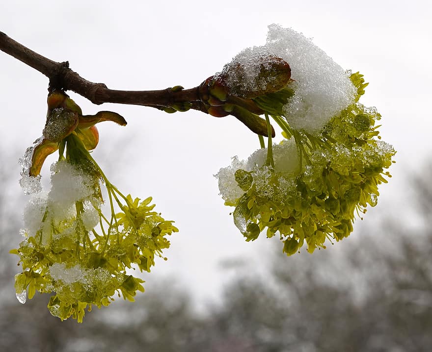 Linden Blossoms, Linden Tree, Frost, Snow, Blossoms