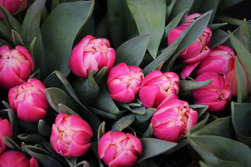 różowe tulipany, kwiaty, dekoracyjny, roślina, kwiat, pąki, kwiaciarz, kolor różowy, liść, głowa kwiatu, świeżość