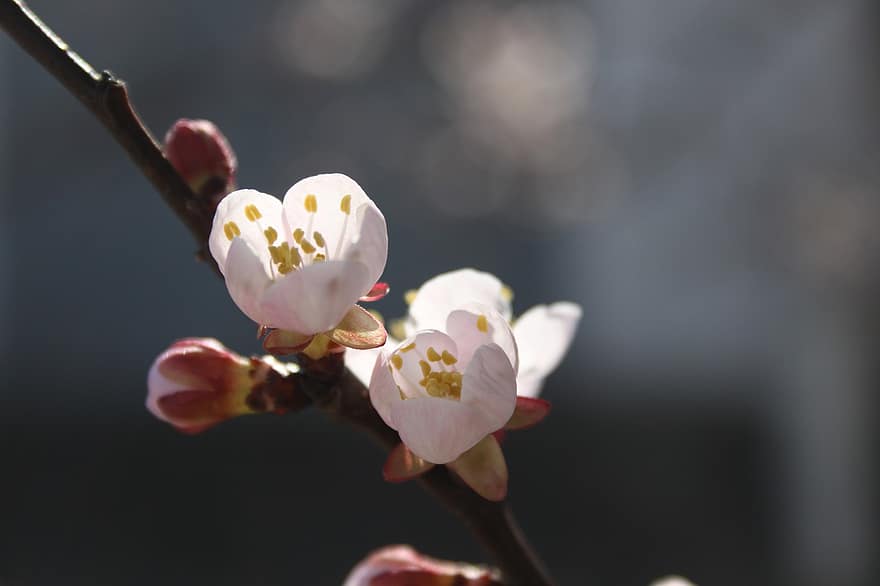 Apricot Blossoms, Apricot Flowers, Pink Flowers, Flowers, Spring, Nature, Landscape, flower, close-up, plant, springtime