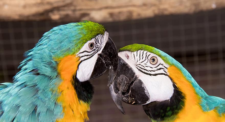 fågel, papegoja, macaw papegoja, näbb, multi färgad, fjäder, ara, husdjur, gul, blå, närbild