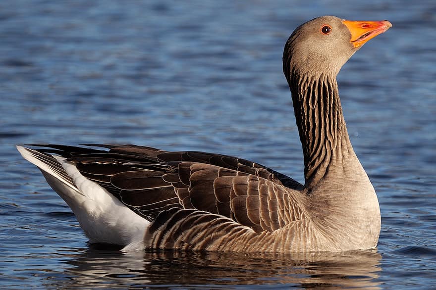 greylag goose, χήνα, λίμνη, πουλί, υδρόβιο πτηνό, νερό πουλί, υδρόβια πουλιά, ζώο, φτερά, ράμφος, νομοσχέδιο