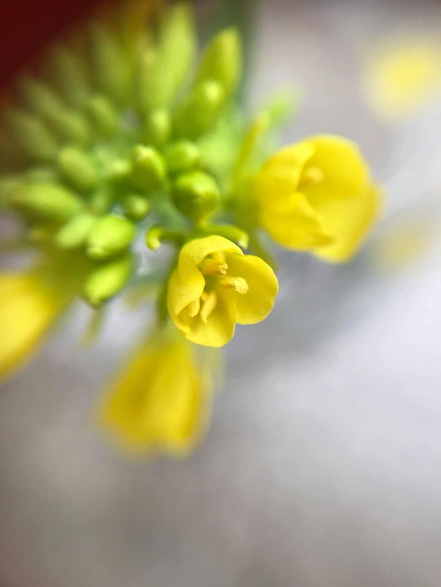Rape Blossoms, Rapeseed Oil Flowers, Flowers, Yellow Flowers, Garden, Nature, close-up, flower, plant, petal, yellow