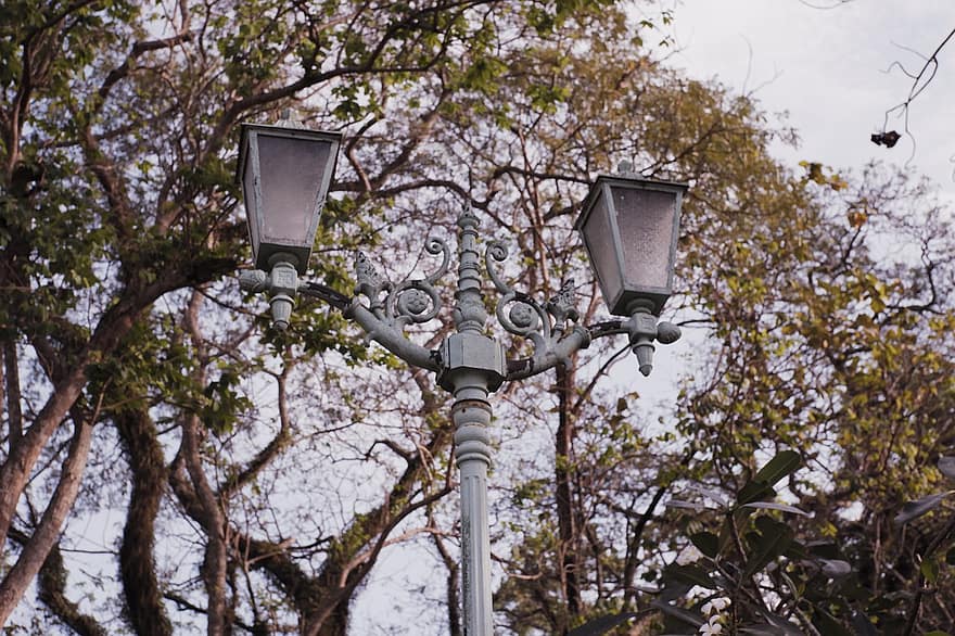 Lamp Post, Street Light, lantern, electric lamp, tree, lighting equipment, metal, illuminated, leaf, electricity, plant