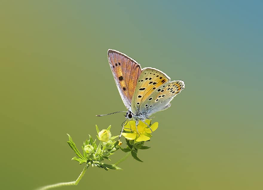 vlinders, insect, vlinder, natuur, macro, Bos, vleugel, kleur, kleuren, oranje, czerwończyk