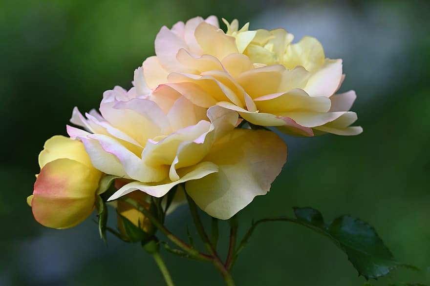 Hoa hồng, hoa hồng nở, hoa, bông hoa, vườn, trái cam, màu vàng, đấu thầu, cánh hoa, lãng mạn, yêu và quý