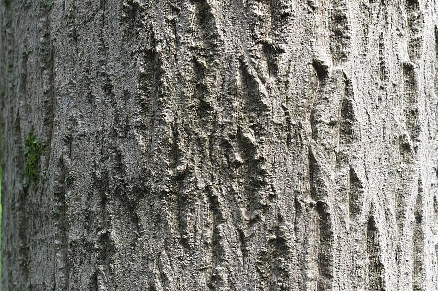 træ, bark, bagagerum, Skov, træstamme, baggrunde, plante, mønster, tæt på, gammel, ru