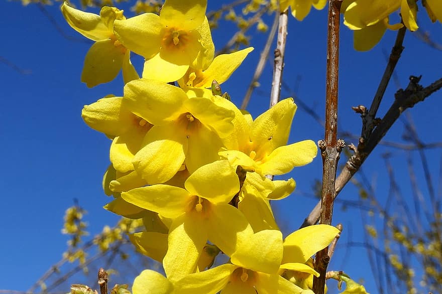 θάμνος με κίτρινα φυλλοειδή άνθη, πέταλα, χρυσά κουδούνια, Χρυσή Πασχαλιά, άνθη, κίτρινα άνθη, φυτό, άνοιξη, χλωρίδα, φύση, διακοσμητικό θάμνο