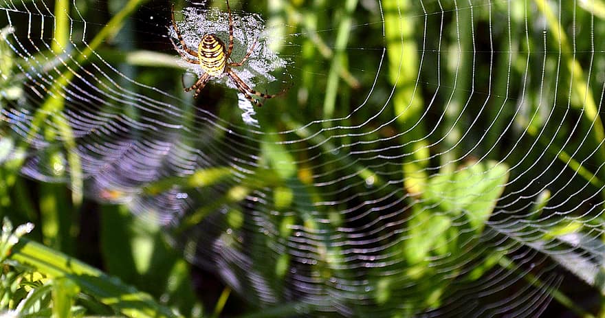 guêpe araignée, araignée, arachnide, toile d'araignée, le web, herbe, la nature