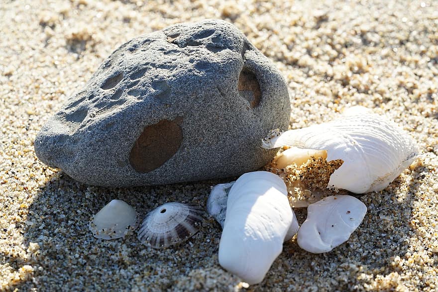 Rocha, cartuchos, de praia, areia, conchas brancas, conchas do mar, natureza, à beira-mar