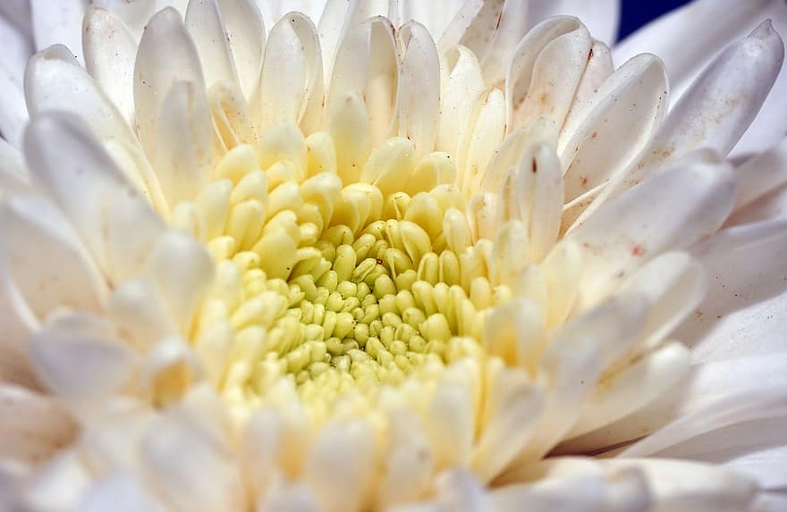 Chrysantheme, Blume, weiße Blume, Blütenblätter, weiße Blütenblätter, blühen, Pflanze, Flora, Natur