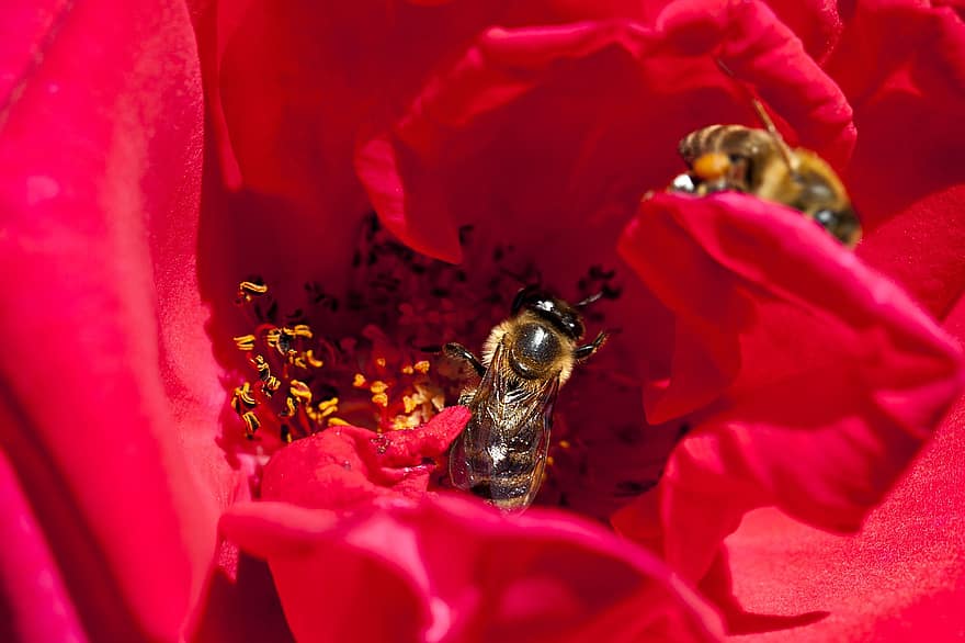 včely, hmyz, květ, včely medonosné, růže, červená růže, červená květina, okvětní lístky, kvetoucí rostlina, okrasné rostliny, rostlina
