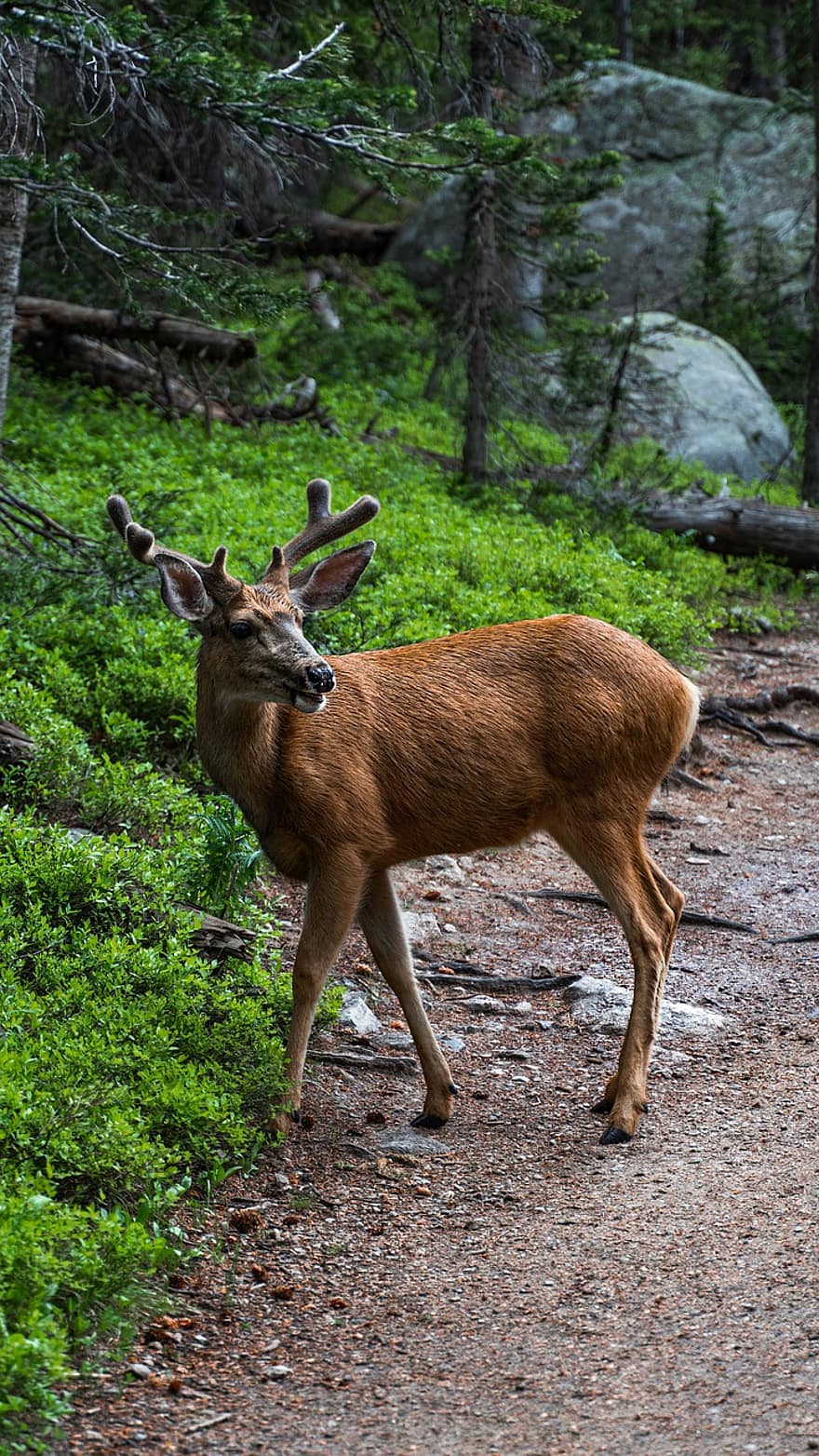 Deer, Wildlife, Animal, Mammal, Nature, Wild, Antler, Forest, Outdoors, Hunting, Grass