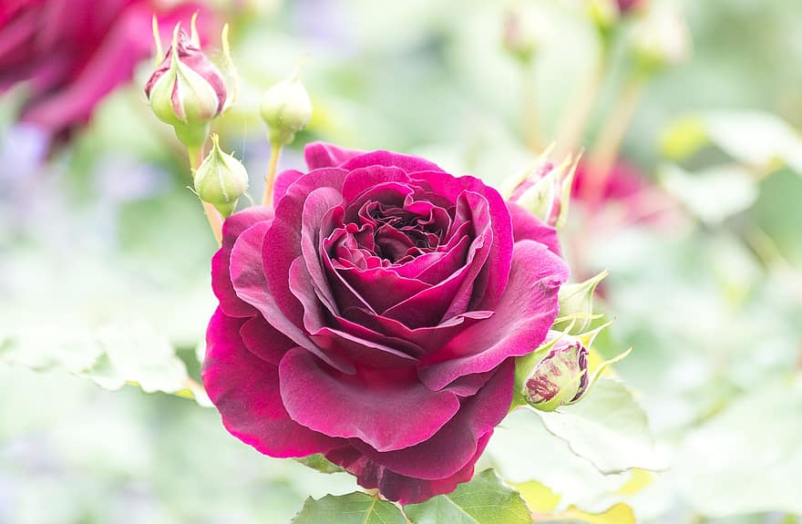 Rosa, Rosa roja, pétalos, flor, pétalos rojos, flor roja, pétalos de rosa, floración, flora, floricultura, horticultura