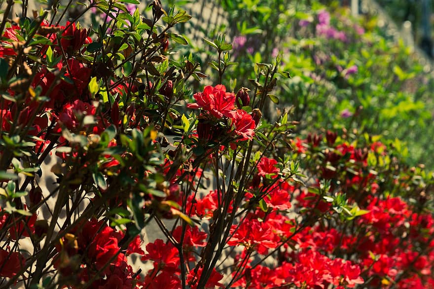 赤い花、野の花、庭園、春の花、自然、清渓川、ソウル、工場、花、夏、閉じる