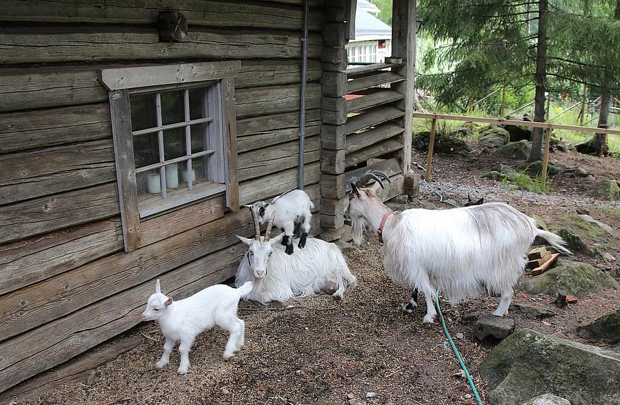 Goat, Culture, Kid, Smoke Sauna, Old, Countryside, Domestic Animal