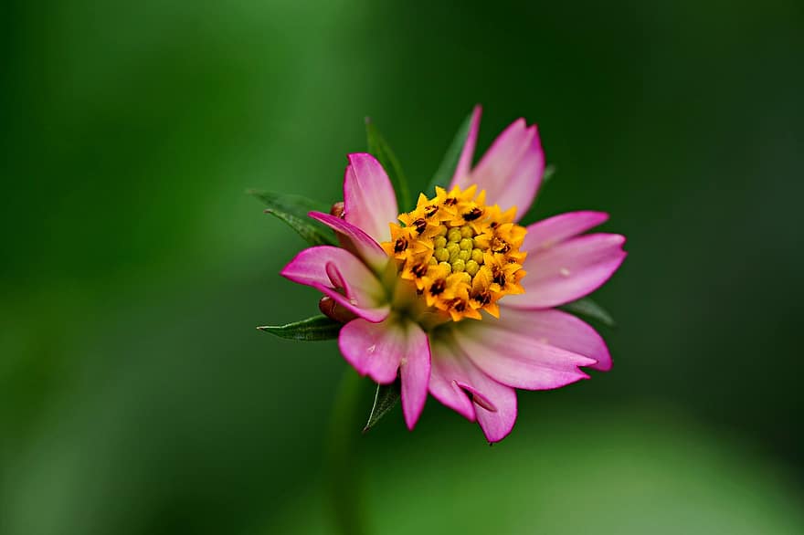 Flower, Pink Flower, Wild Flower, Flora, Nature, Garden, plant, close-up, summer, petal, flower head
