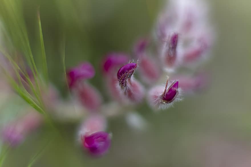 violetit kukat, kukannuput, luonto, tapetti, Iran, isfahanin maakunnassa