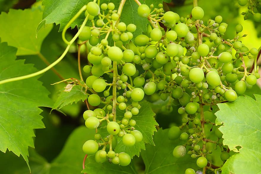 hroznů, hrozny, révy, zralý, zelená, vinařství, odrůd, odstíny zelené, víno, bobule, víno bobule