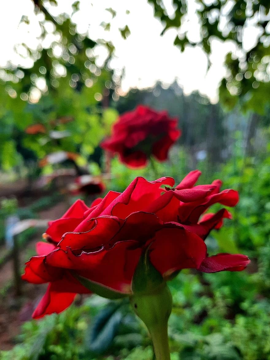 Rosa, flor, jardín, rojo, natural