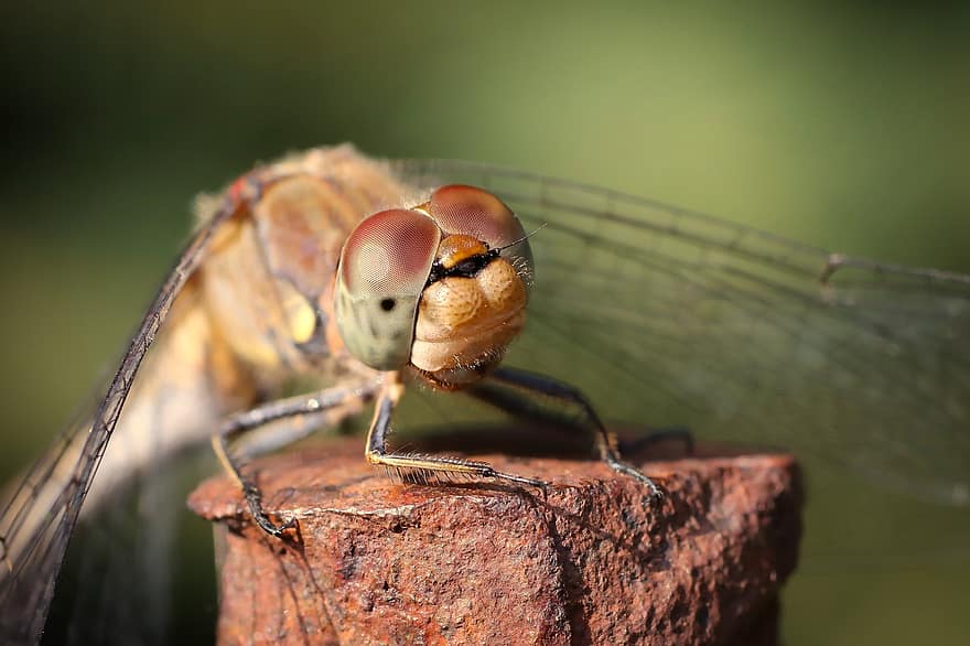 guldsmed, slørfugl øjne, insekt, entomologi, dragonfly vinger, vinger, makrofotografering, tæt på, bokeh, darter sympetrum