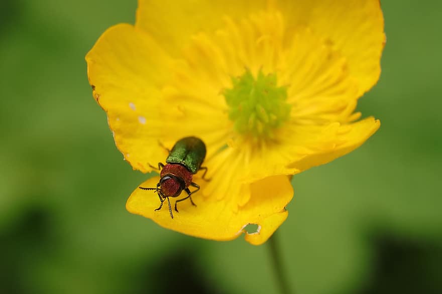 bille, insekt, blomst, natur, tæt på, makro, baggrund, plante, gul, sommer, grøn farve