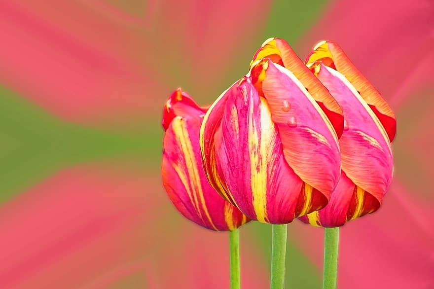 tulipas, vermelho amarelo, Rand amarelo, Flor, flor, flores