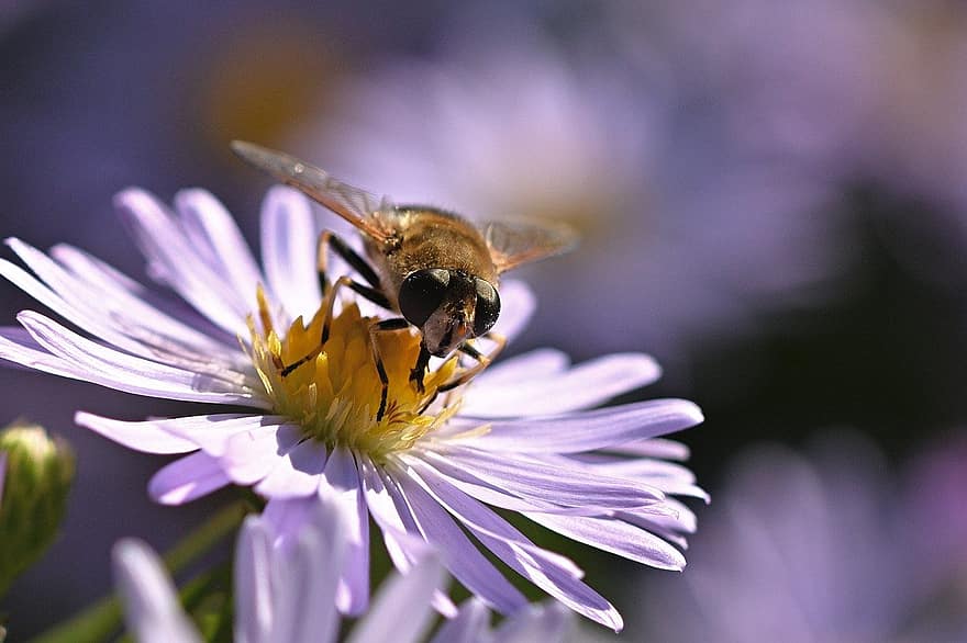 pszczoła, kwiat, płatki