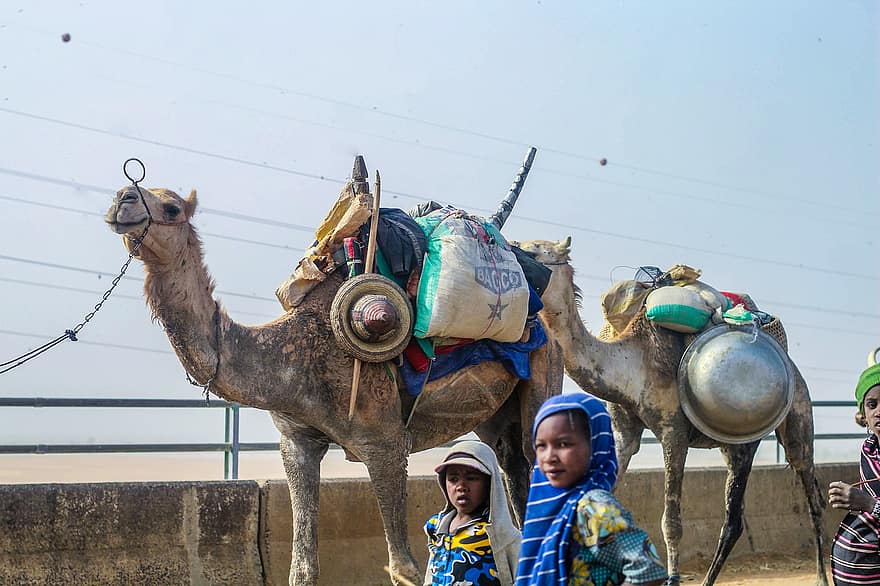 nomadi, cammelli, ponte, deserto, Africa, Nigeria, cammello, culture, cultura indigena, bambino, viaggio