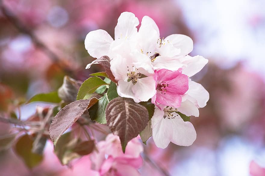 Flowers, Cherry Blossom, Blossom, Bloom, Tree, Nature, Spring, close-up, flower, plant, leaf