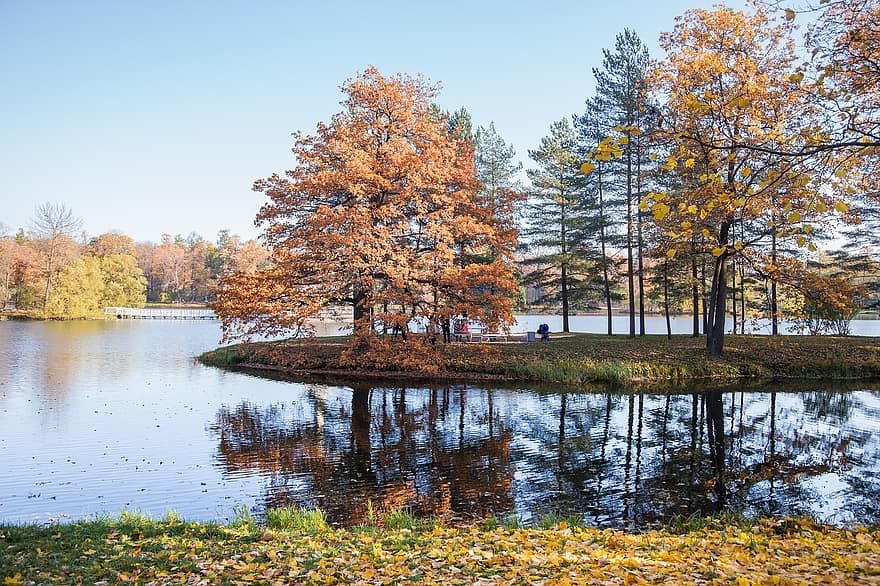 秋、パーク、葉、木、森の中、湖、水