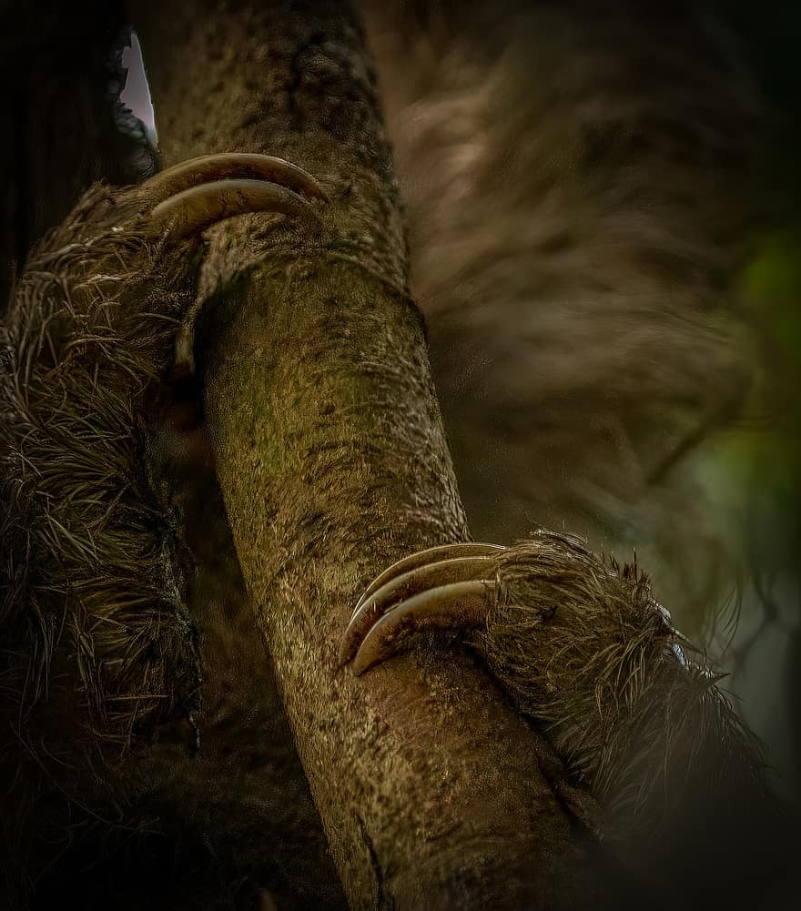 Preguiça de três dedos de garganta marrom, preguiça, Costa Rica, floresta tropical, animal