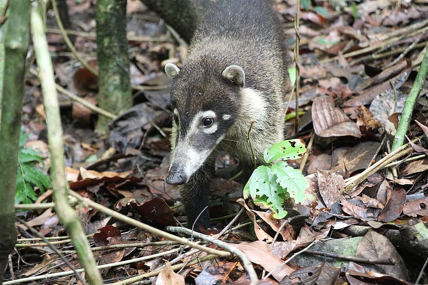 coati, állat, Costa Rica, vadvilág, esőerdő, természet