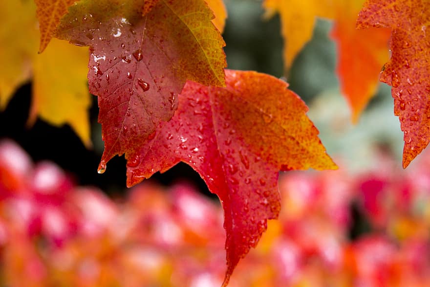 葉、秋、自然、赤、黄、バックグラウンド、シーズン、木、11月、10月、オレンジ