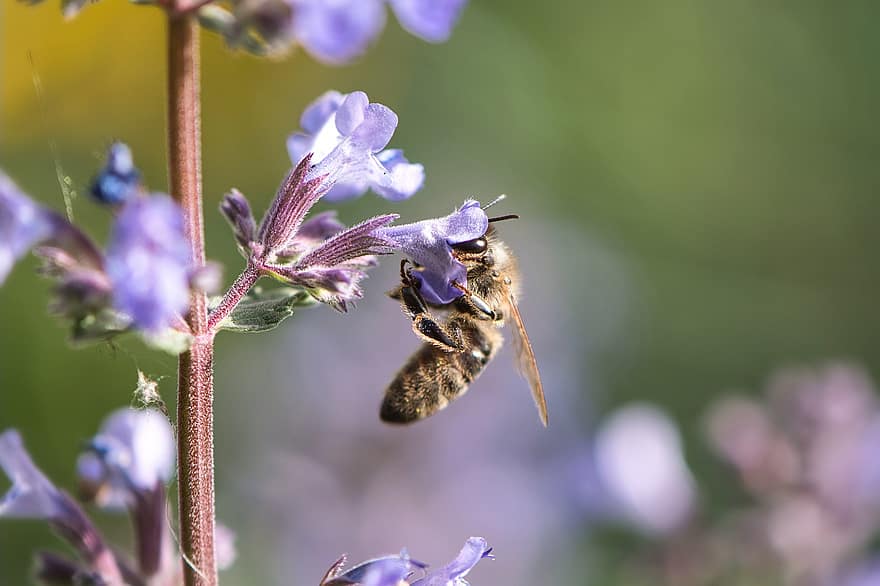 Bie, honningbie, insekt, blomstrer, nektar, nærbilde, makro, hage, natur, vår, blomst
