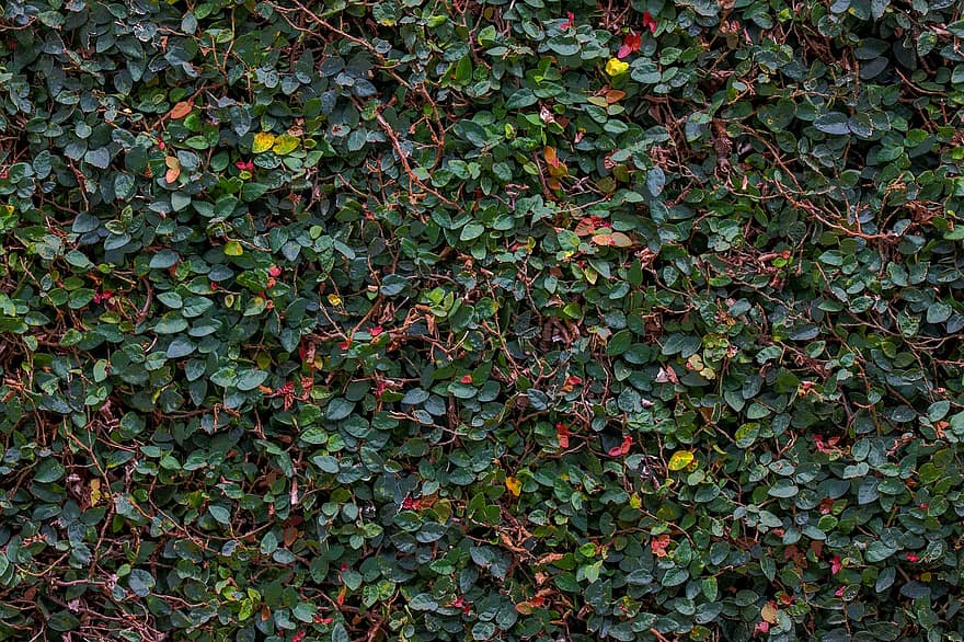 плющ, листя, стіна, виноградна лоза, зелений, природи, текстури, рослини
