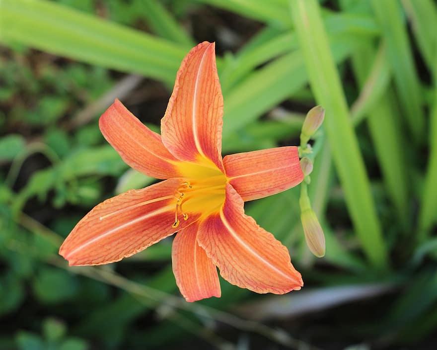 Orange Lily, Lilly, Lily Flower, Nature, Garden