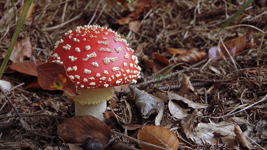 jamur, mochomůrky, spons merah, peri, hutan, di musim gugur, racun, memetik jamur