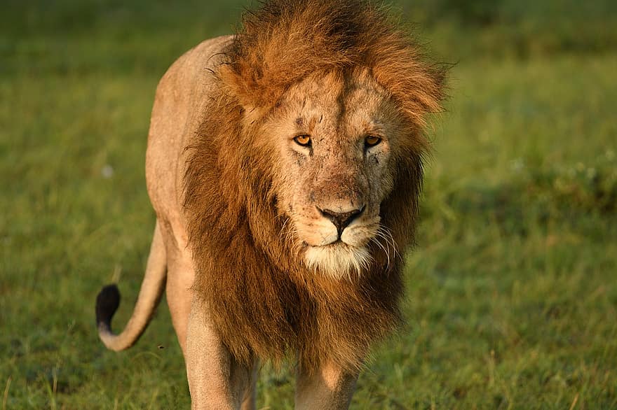 лев, животное, масаи мара, Африка, живая природа, млекопитающее, кошачий, животные в дикой природе, кошка без усердия, сафари животные, грива