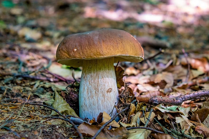 гриб, поганка, грибок, съедобный гриб, деревянный пол, лес, природа