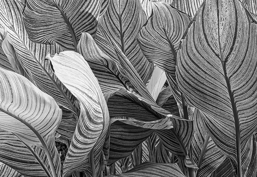 Daun-daun, pola, menanam, alam, pembuluh darah, hitam dan putih, daun, ilustrasi, latar belakang, abstrak, Desain