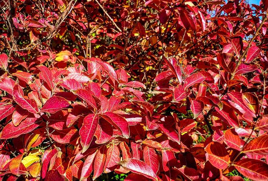 listy, podzim, strom, poboček, červené listy