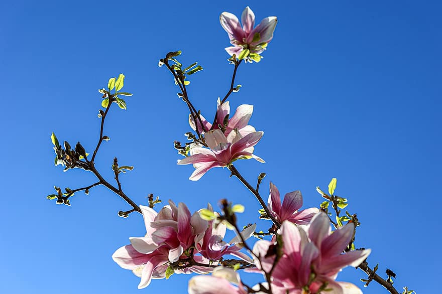 blomst, blomstre, træ, magnolia, himmel