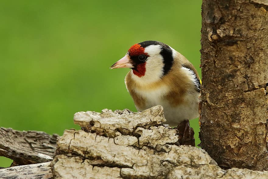 goldfinch, pasăre, natură, ornitologie, specie, faună, aviară, animal, animale sălbatice, cioc, pană
