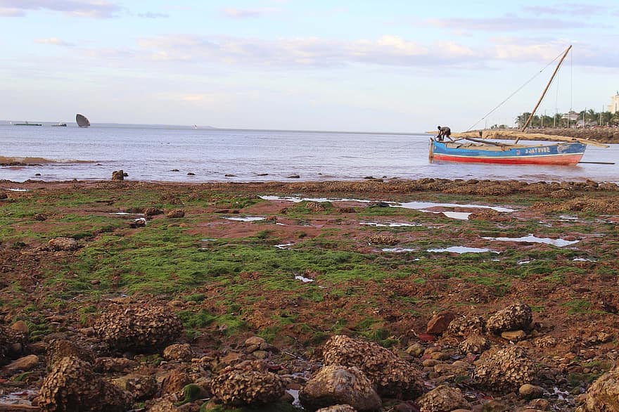берег, Приморский, отлив, Морские водоросли Маджунга на берегу