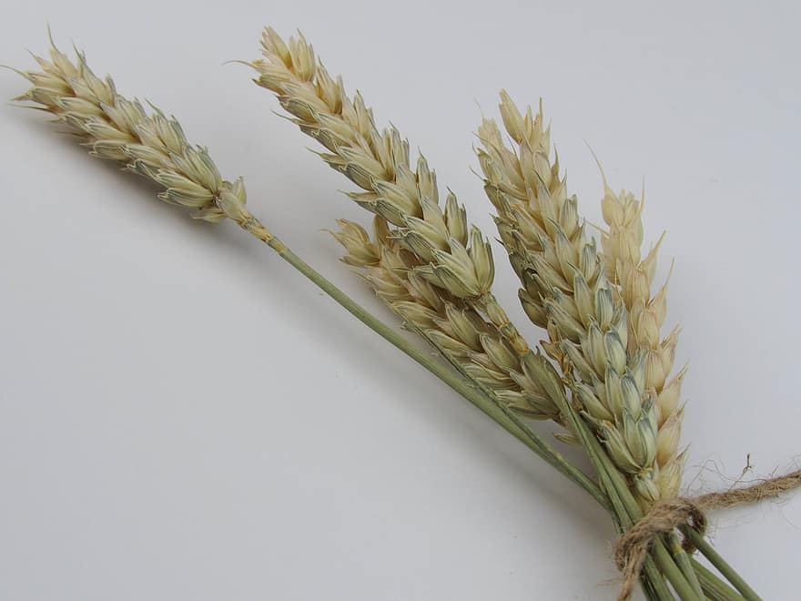 Wheat, Spikelet, Organic, Ingredient, agriculture, close-up, plant, cereal plant, food, seed, yellow