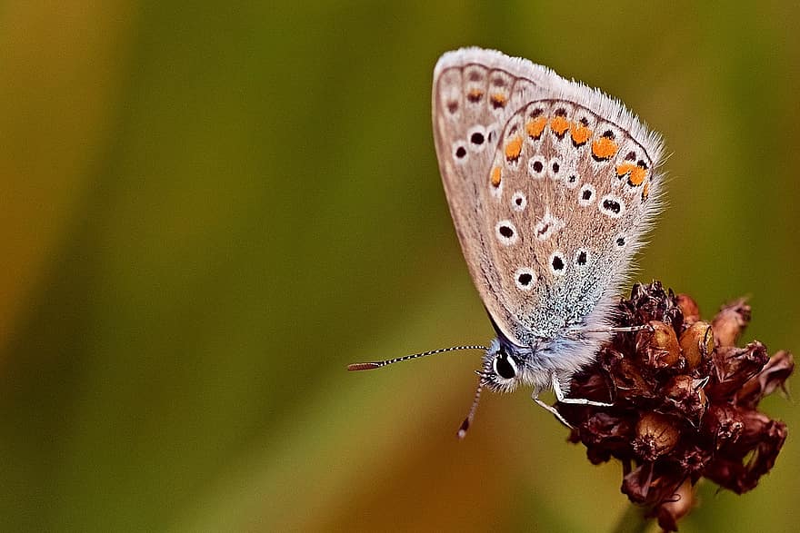 motýl, Hauhechel- Modravý, křídla, motýlí křídla, hmyz, okřídlený hmyz, lepidoptera, entomologie, živočišného světa, zblízka