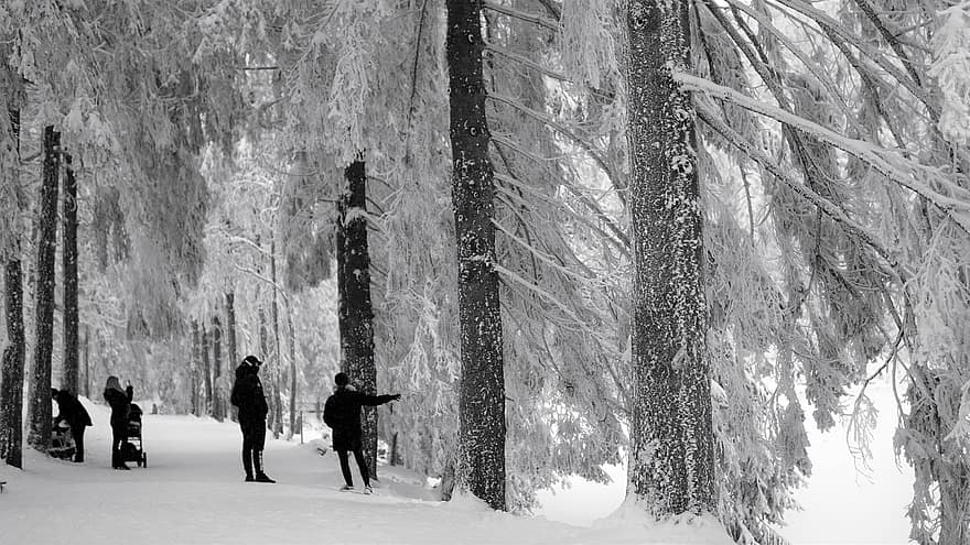 зима, човек, сняг, снежен пейзаж, път, разходка, семейство, Черно бяла, Големи покрити със сняг дървета, черна гора Германия, mummelsee