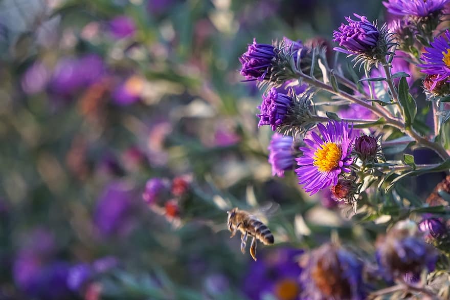 アスター、紫色の花、自然、蜂、動物相
