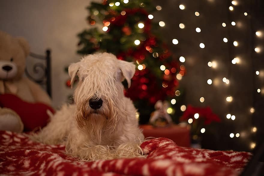 クリスマス、ペット、犬、シーズン、テリア、可愛い、屋内で、冬、木、クリスマスツリー、家畜