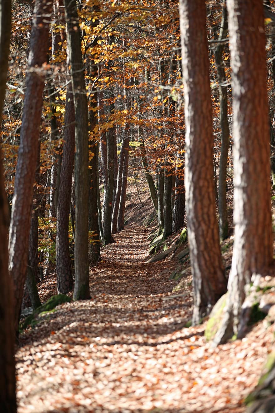 дървета, път, пътека, дънери, храсталак, паднали листа, есен, листа, шума, есенни листа, есенна листа